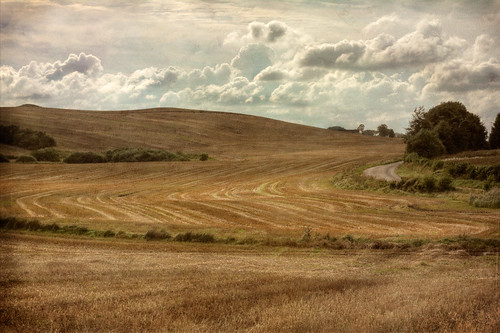 texture field landscape denmark rebel 50mm corn harvest f18 danmark zuiko acre kasted t2i canoneos550d