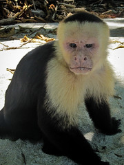 Manuel Antonio 22 - White-faced monkey on the beach
