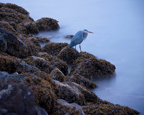 seattle blue sea bird water rock washington pugetsound bluehour blueheron discoverypark