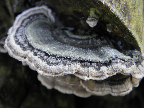 nature mushroom frozen bevroren elfenbankje turkeytails