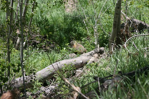 camping fauna flickr roadtrip marmot 2801350mm