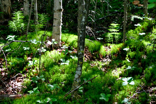 light green alaska forest moss cabin woods birch horsetails angelcreek chenariverstaterecreationarea