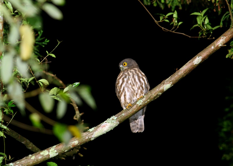 褐鷹鴞在台灣的主要族群是留鳥；圖：吳居穎。