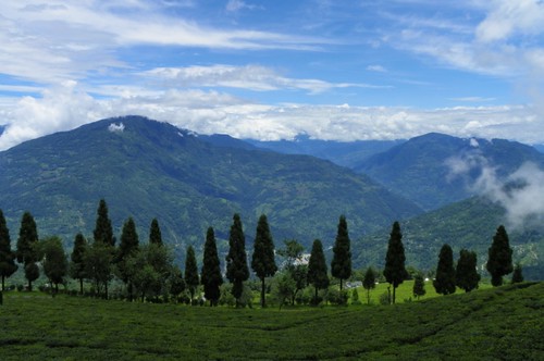 landscape teagarden sikkim gangtok himalays