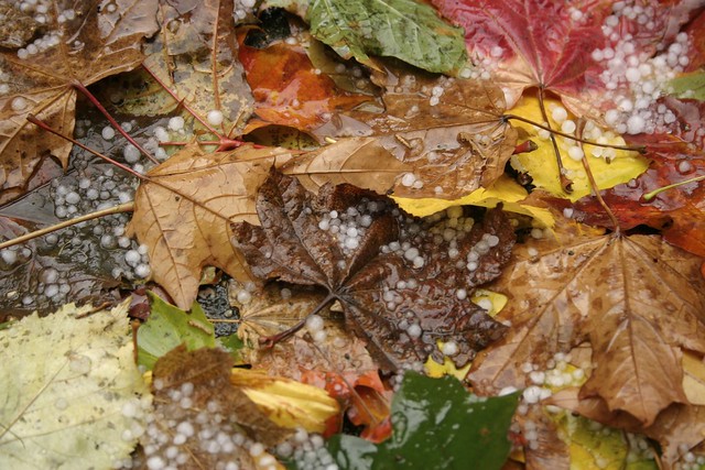 Yellow, Orange, Brown and Green Fall Leaves With Bits of Hail