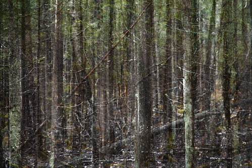 wood light shadow brown tree green nature wet suomi finland grey moody branches gray multipleexposure murky damp humid tripleexposure multiexposure moist raasepori raseborg skrubu pni pekkanikrus