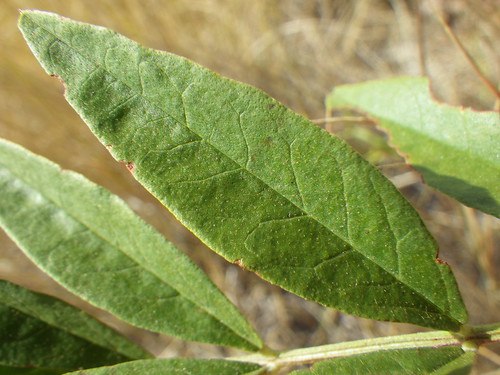 leaves montana bozeman midsummer native fabaceae herb perennial leguminosae americanlicorice burkepark glycyrrhizalepidota