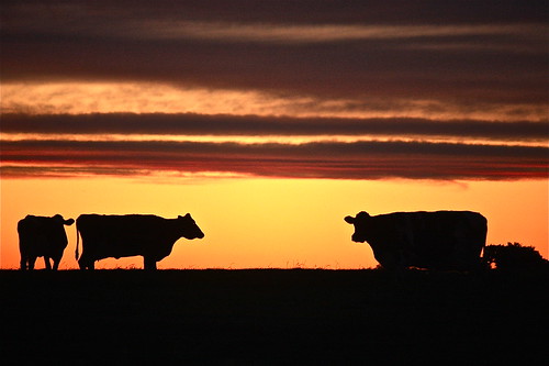 sunset cloud silhouette golden cow cows