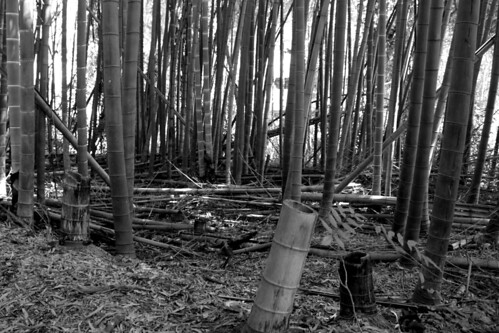 trees blackandwhite bw white black tree forest blackwhite grove bamboo