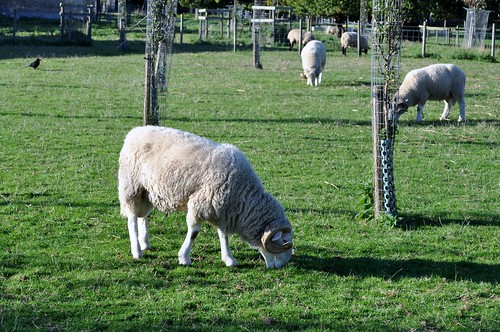 Whitefaced Woodland Sheep