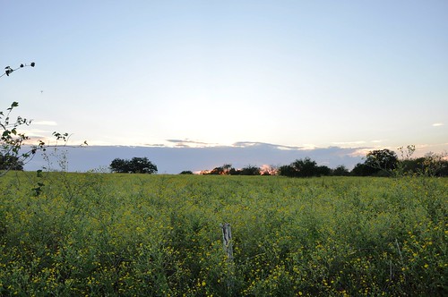flowers sunset field texas dusk pollen seguin beekeeping apiary beeyard bigoaks