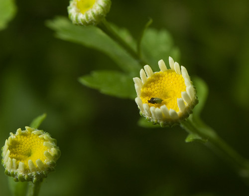 Bug in a Flower