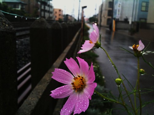 flor japon
