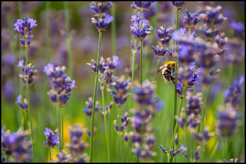 flowers summer green bees lavender nabilishes