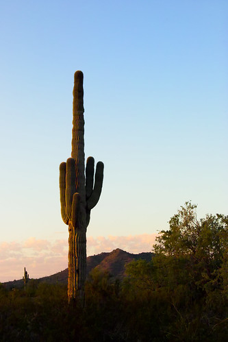 arizona cactus sunrise unitedstatesofamerica saguaro pinalcounty santanvalley