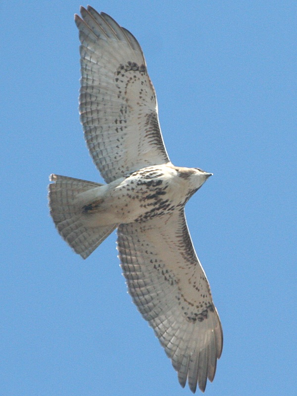 Фотографія 'Red-tailed Hawk'