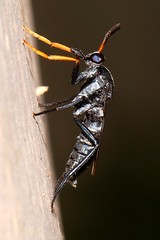 Black fly