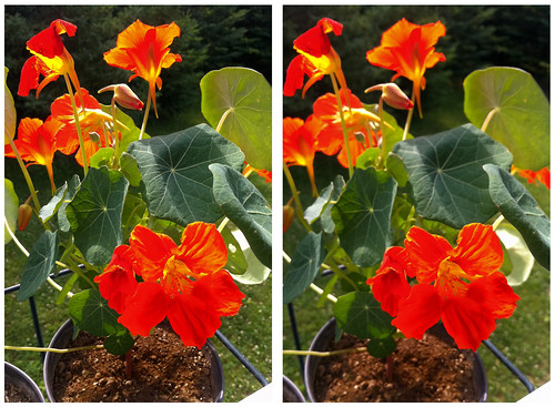 flowers plants stereoscopic stereophotography 3d crosseye upstateny handheld chacha depth iphone 3dimensional crossview crosseyedstereo 3dphotography 3dstereo
