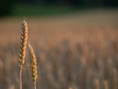 sunlight field closeup wheat triticumaestivum
