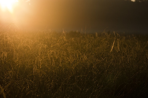 macro nature grass sunrise texas sony sigma dew alpha 70300mm kingwood eastendpark a700 marning
