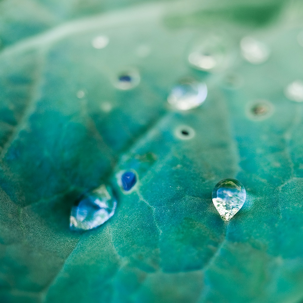 Macro / Nature / Water droplets