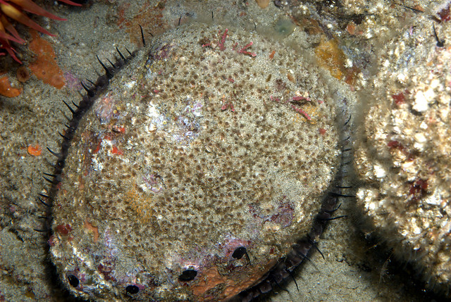 red abalone