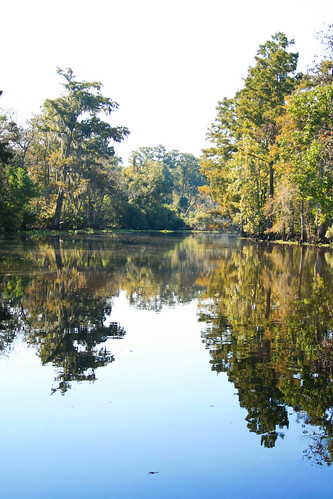 trees reflection water october neworleans bayou swamp 2010 cajunswamptour