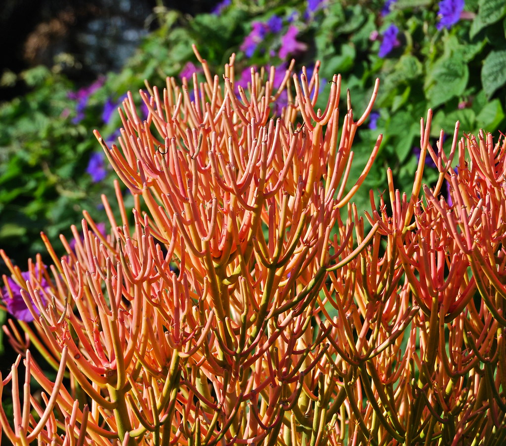 euphorbia-tirucalli-sticks-on-fire-a-photo-on-flickriver