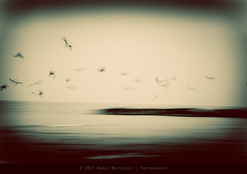 sea seagulls vintage mare grunge blurred vignette spiaggia gabbiani scattering scogli portosangiorgio ttv vignettatura marcomatteucci