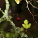 hawthorn berries & lichen on hawthorn twigs