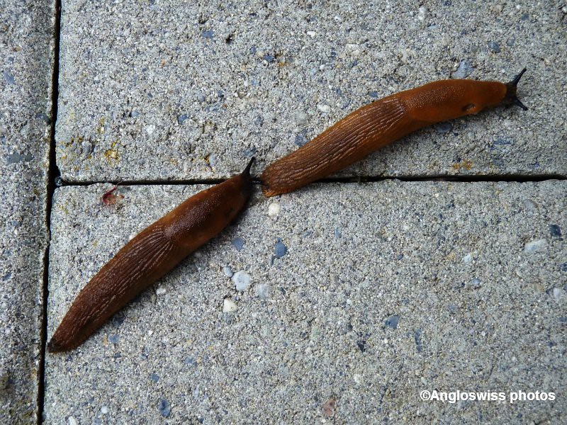 Two slugs going for a walk