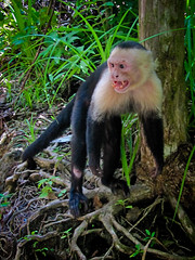 Manuel Antonio 11 - White-faced monkey