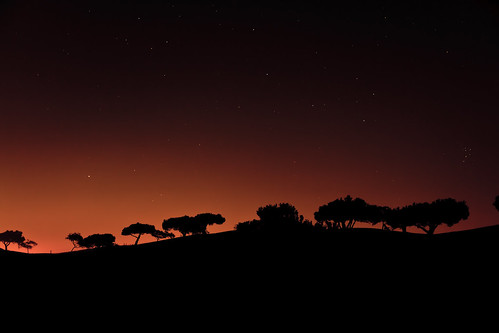 longexposure trees sky silhouette night stars golfcourse 365 encinitas project365 scenicsnotjustlandscapes