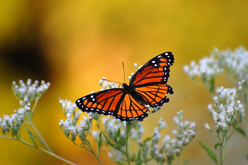 orange white black butterfly viceroy