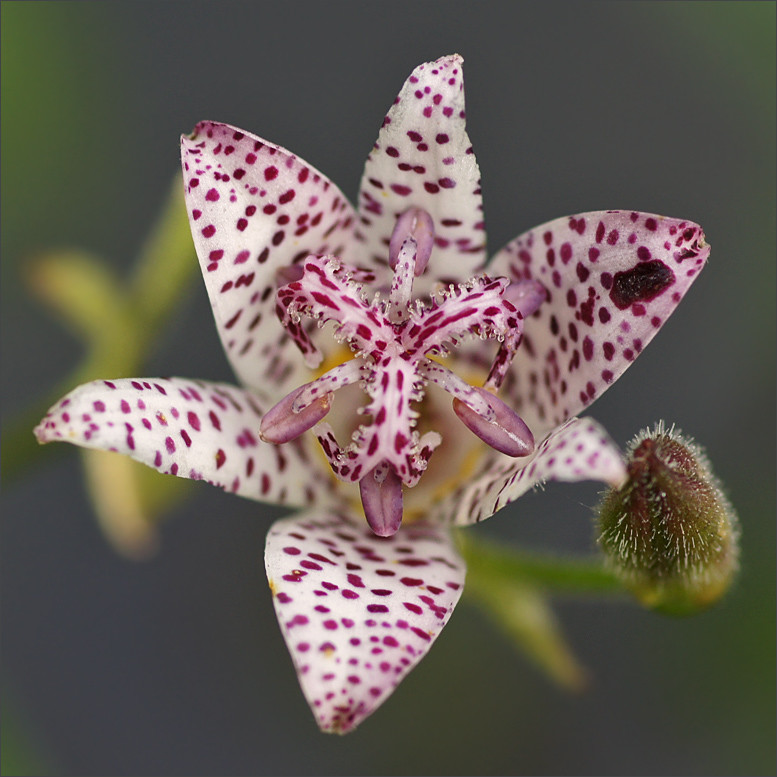 Toad Lily, the Poor Man’s Orchid | Plants, Oriental lily, Lily