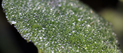 morning ontario canada macro reflection green water canon geotagged droplets leaf bokeh infinity dew gps spheres owensound countless greycounty canoneos5dmarkii mpe65mmf2815xmacrophoto