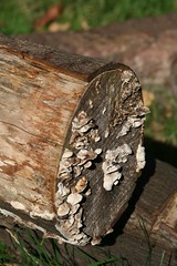 Fungus on wood