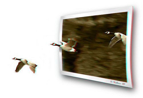 nature birds sepia photoshop outside outdoors effects fly flying stereoscopic 3d md zoom wildlife brian border flight maryland anaglyph ps formation stereo motionblur frame wallace pasadena fx waterfowl flapping winged speeding canadageese cgi sfx feathered outofbounds oof oob stereographic dropshadow outofframe brianwallace stereoimage outofborder whitescove stereopicture steroscopy