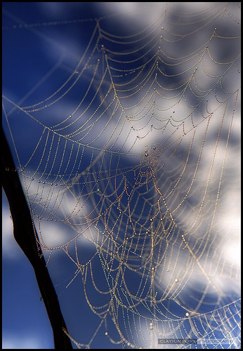 fog sunrise river spider drops bokeh web richmond dew fraser hdr steveston