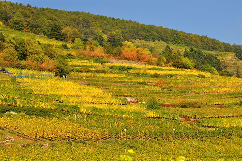 france nature colors rural landscape countryside vineyard frankreich october europe colours couleurs alsace paysage vignes vignoble vigne octobre routedesvins kaysersberg michelemp