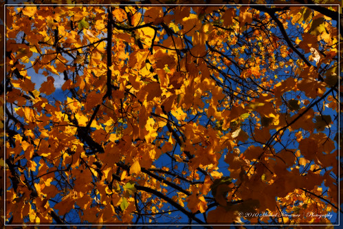 autumn fall fallfoliage foliage orton cobalt