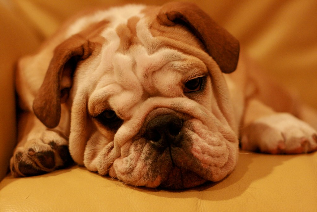 Wrinkles Couch