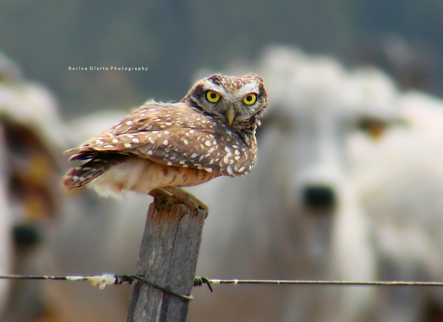 Lechucita Vizcachera / Burrowing Owl
