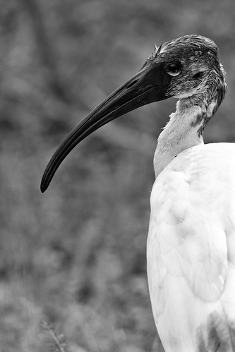 bird monochrome forest blackwhite nationalpark eyes looking wildlife profile feathers southern ibis vegetation srilanka yala blackheaded ef400mmf56lusm 450d dryzone