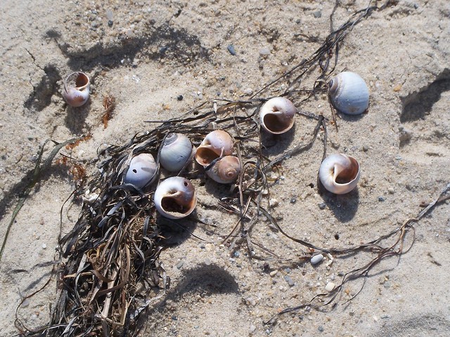seashells on cisco beach