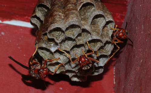macro insect bees wasps paperwasps socialinsects macrolife amazingstructure