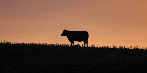 sunrise cows cumbria goodyhills