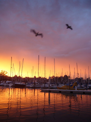 sunset pelicans harbour