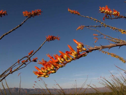 flowers arizona usa landscapes desert unitedstatesofamerica gps succulents 2010 ocotillofouquieriasplendens
