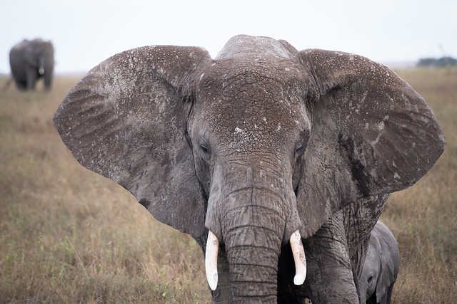 Elephants of the Serengeti